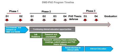 Timeline of DMD-PhD program