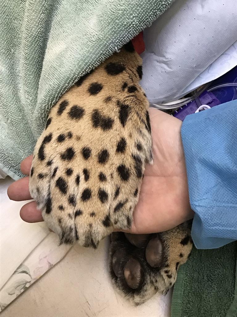 jaguar paw