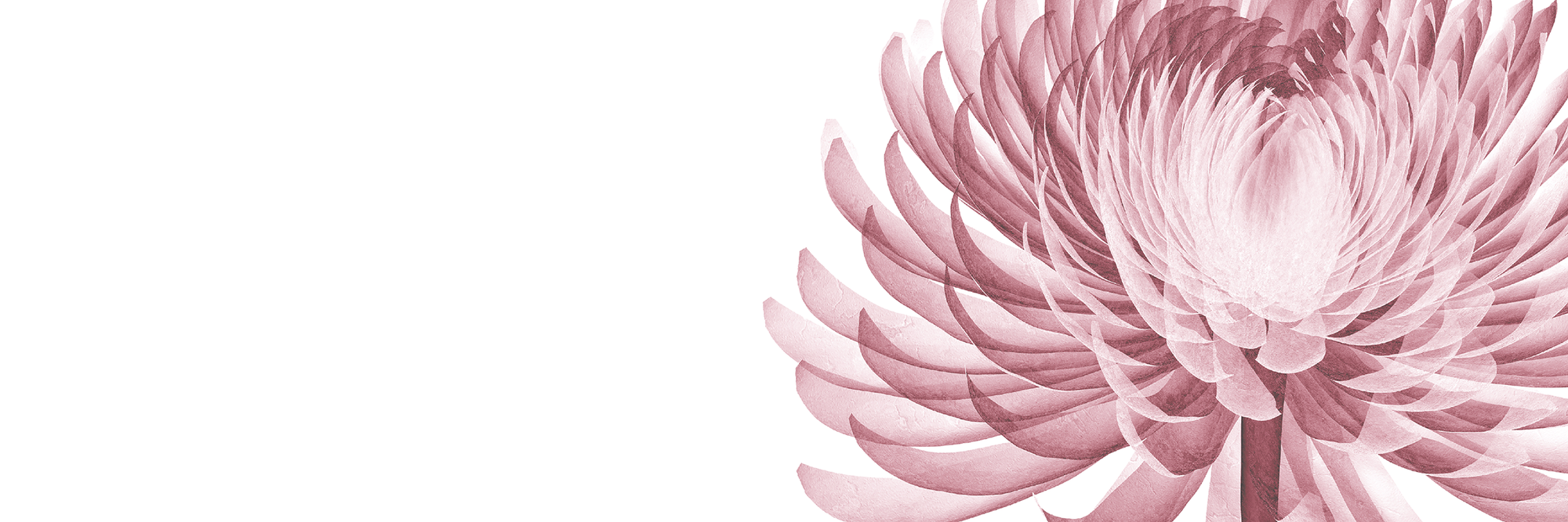 Pink graphic flower