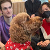 Group of people petting a miniature goldendoodle