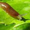 slug on a leaf